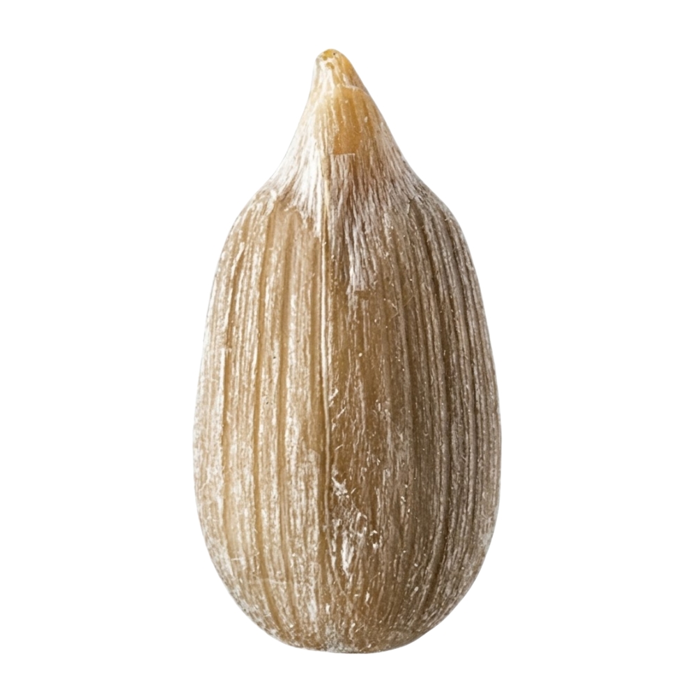 Sunflower Kernels
